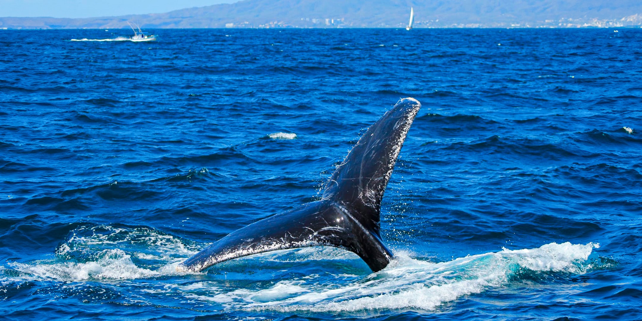 whale-watching-avistamiento-de-ballenas-tours-min