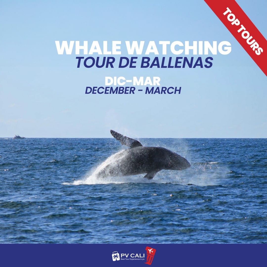 whale watching tours - puerto vallarta - pv cali tours- riviera nayarit-min